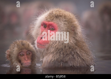 Singes dans la neige National Jigokudani Monkey Park Nagano Japon Banque D'Images