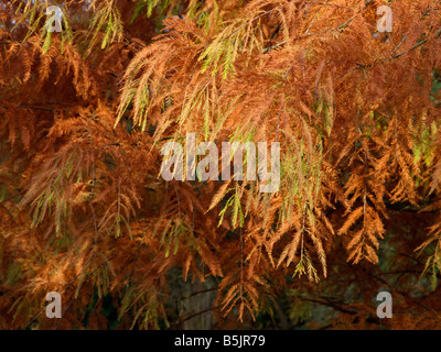 Taxodium distichum (cyprès de marais) Banque D'Images