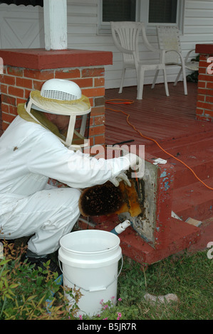 Un apiculteur enlève une colonie d'abeilles à partir d'une chambre. Banque D'Images