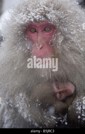 Jigokudani Monkey Park National, Nagano, Japon : Neige singes (Macaca fuscata) en hiver Banque D'Images