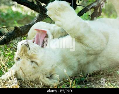 White Lion Cub ludique roulant sur retour Banque D'Images