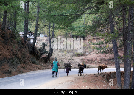 Une marche d'éleveurs ses vaches le long d'une route de campagne au Bhoutan Banque D'Images