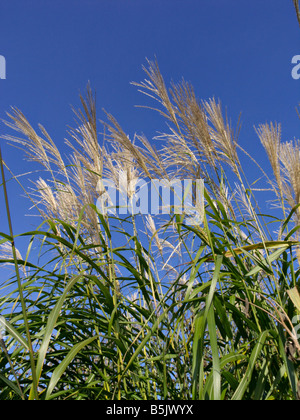 L'herbe d'argent géant (miscanthus x giganteus) Banque D'Images