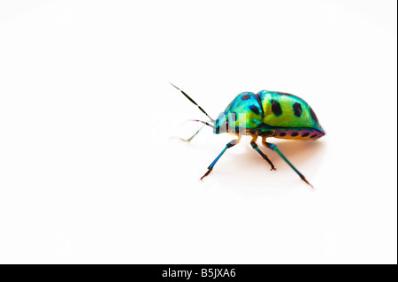 Chrysocoris stollii. Indian Green jewel bug sur fond blanc. L'Inde Banque D'Images