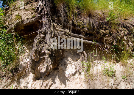 Les racines des arbres dans un ravin en Roztocze Pologne Banque D'Images