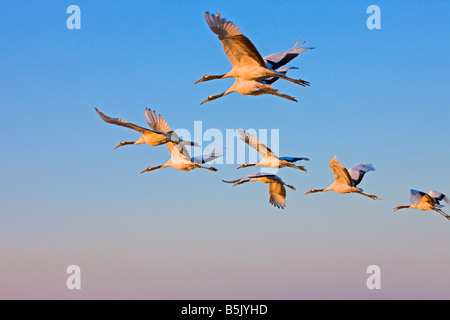 Vol de grues couronnées rouge du nord de la Chine Banque D'Images