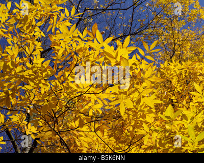 Caryer cordiforme (Carya cordiformis) Banque D'Images