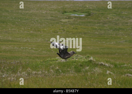 Un grand labbe, ou Bonxie, Stercorarius skua, Catharacta skua Banque D'Images