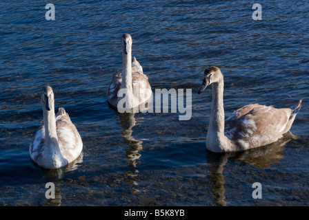 Trois Cygne Muet Cygnets sur Coniston Water Lake District National Park Cumbria England Royaume-Uni UK Banque D'Images