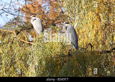 Deux hérons gris.Ardea cinerea Banque D'Images