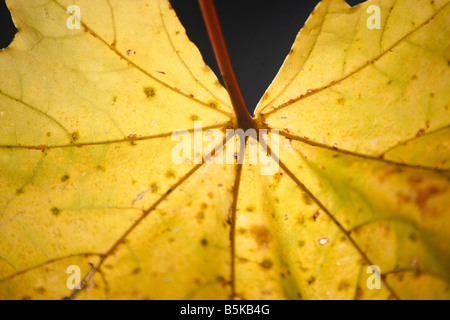 Feuillage feuille d'automne dans le parc européen d'affichage Banque D'Images