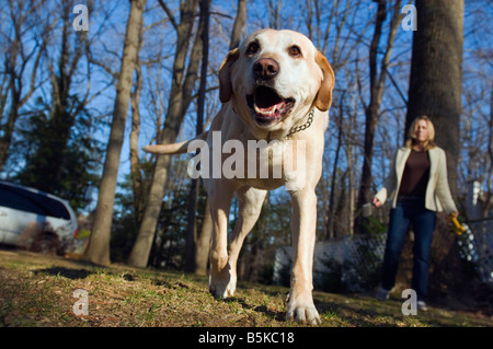 Labrador retriever chien marche loin de propriétaire après avoir été préparés à partir de la propriétaire Banque D'Images