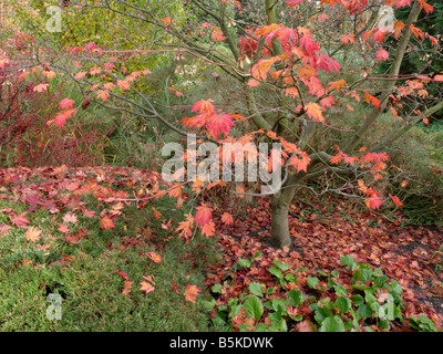 L'érable japonais (Acer japonicum) Banque D'Images