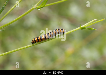 Papillon Tyria jacobaeae cinabre caterpillar simple marche sur tige d'herbe pris Août Lea Valley Essex UK Banque D'Images