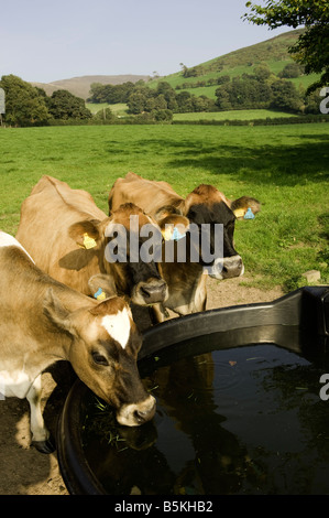 Bovins Jersey se réunir autour d'abreuvoir pour un verre dans le champ Pays de Galles Banque D'Images