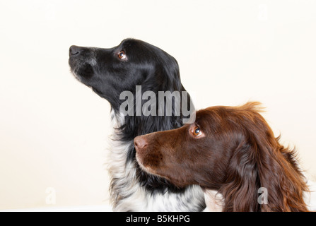 English Springer Spaniels (armes à feu) des chiens de travail Banque D'Images