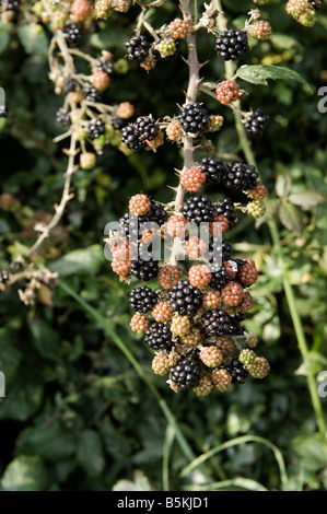 Mûr et presque mûr de mûre sur bramble bush en haie Rubus fruticosus agg Wales Banque D'Images