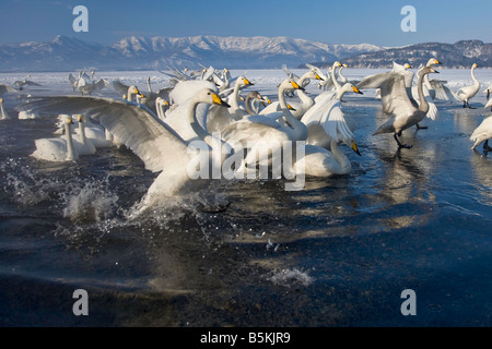 Hokkaido Japon Troupeau de cygnes chanteurs (Cygnus cygnus recueillies dans l'eau ouverte sur le lac Mashu Akan National Park Banque D'Images