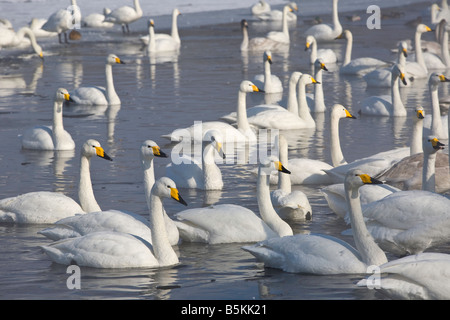 Hokkaido Japon Troupeau de cygnes chanteurs (Cygnus cygnus recueillies dans l'eau ouverte sur le lac Mashu Akan National Park Banque D'Images