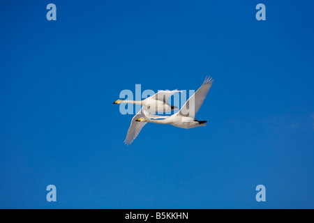 Hokkaido Japon cygnes chanteurs (Cygnus cygnus voler dans un ciel bleu Lac Mashu Akan National Park Banque D'Images