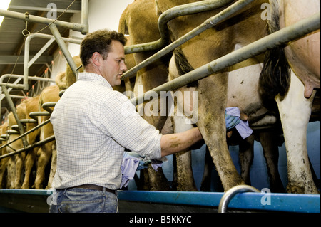 Nettoyage du pis des vaches d'agriculteurs dans le salon avant de traire au Pays de Galles Banque D'Images