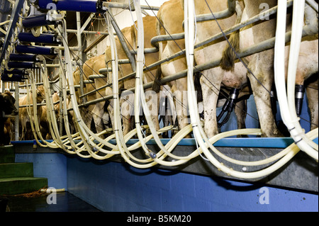 Bovins Jersey être traite en salle de traite, au Pays de Galles Banque D'Images