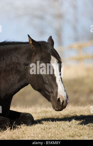 Tête d'un cheval noir ou brun avec une flamme blanche dormant dans un champ ou un pâturage. Banque D'Images