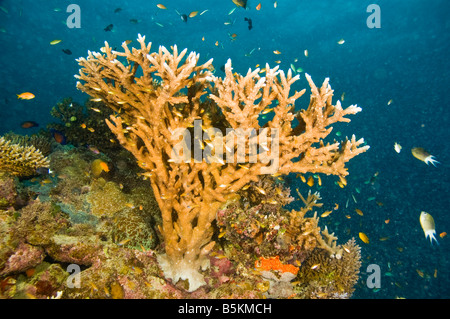 Diverses espèces de coraux et de poissons de la grande barrière de corail, Australie Banque D'Images