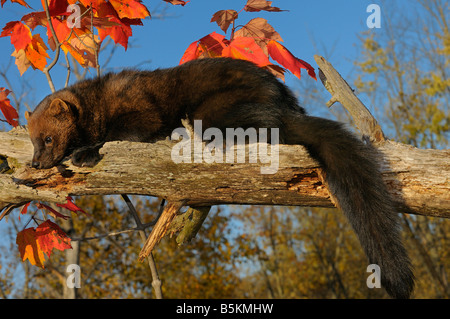 Fisher adultes allongé sur un arbre mort branche avec feuilles d'érable rouge dans une forêt d'automne Pekania pennanti Minnesota USA Banque D'Images