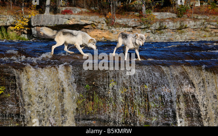 Les loups à la recherche sur le bord d'une cascade sur la rivière Kettle, parc d'état d'interdire le loup gris Canis lupus minnesota usa Banque D'Images