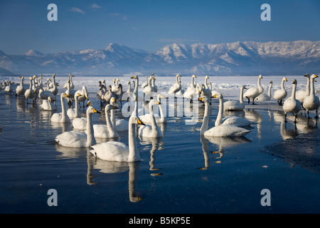 Hokkaido Japon Troupeau de cygnes chanteurs (Cygnus cygnus recueillies dans l'eau ouverte sur le lac Mashu Akan National Park Banque D'Images