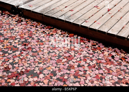 Les feuilles tombées dans l'eau rouge Banque D'Images