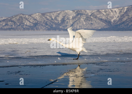 Hokkaido Japon Troupeau de cygnes chanteurs (Cygnus cygnus recueillies dans l'eau ouverte sur le lac Mashu Akan National Park Banque D'Images