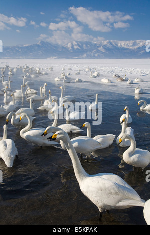 Hokkaido Japon Troupeau de cygnes chanteurs (Cygnus cygnus recueillies dans l'eau ouverte sur le lac Mashu Akan National Park Banque D'Images