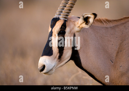 (Oryx de beisa oryx), Parc national de Samburu, Kenya Banque D'Images