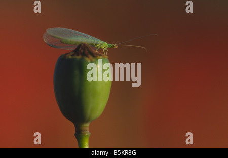 On poppy chrysope Chrysoperla carnea Gemeine Florfliege s.l Banque D'Images