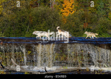 Trois loups gris batifolent dans l'axe de la rivière au-dessus d'une cascade dans le parc d'état d'interdire le loup Canis lupus Minnesota USA Banque D'Images