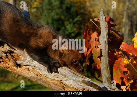 La martre d'Amérique du Nord ou Fisher slinking sur une souche d'arbre mort avec feuilles rouges à l'automne Pekania pennanti Minnesota USA Banque D'Images