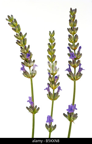 La lavande Lavandula sp Banque D'Images