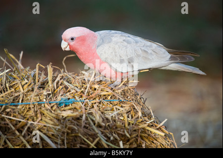 Cacatoès rosalbin Eolophus roseicapilla nourrir sur la balle de plage Fraser errang Nullarbor Australie Occidentale septembre Station Banque D'Images