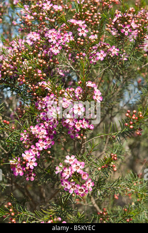 Cire chamelaucium uncinatum Geraldton en fleur Wagin Septembre l'Australie Occidentale Banque D'Images