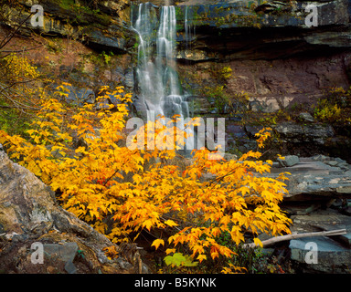 Kaaterskill Falls Réserve forestière de Catskill New York Banque D'Images