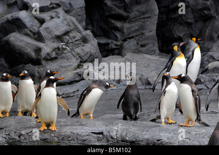 Des pingouins dans l'Hokkaido Japon Zoo Asahiyama Banque D'Images