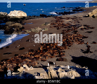 Les Lions de mer, de Canadon Duraznillo, Puerto Deseado, Chili Banque D'Images