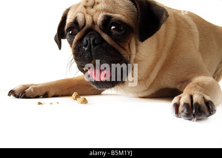 Le PUG de manger un festin. Banque D'Images