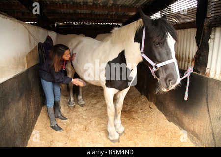 Femme marié cheval Royaume-Uni; Une adolescente toilettant son animal de compagnie cheval dans l'écurie, Cambridgeshire, Angleterre Banque D'Images