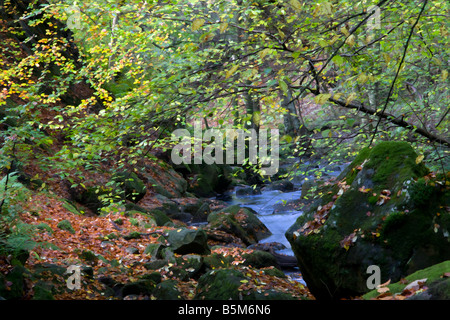 Padley gorge derbyshire avec la couleur en automne et burbage brook filtre photoshop buzz simplifier Banque D'Images