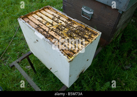 Les abeilles dans une apiculture Banque D'Images