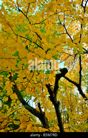 Le bouleau jaune en automne, Betula alleghaniensis, Helsinki, Finlande, Europe. Banque D'Images