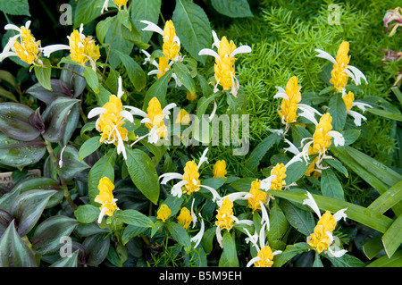 Pachystachys lutea (usine de sucette) Banque D'Images